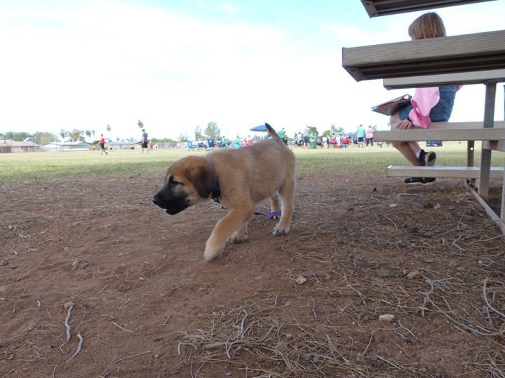 chinook dog